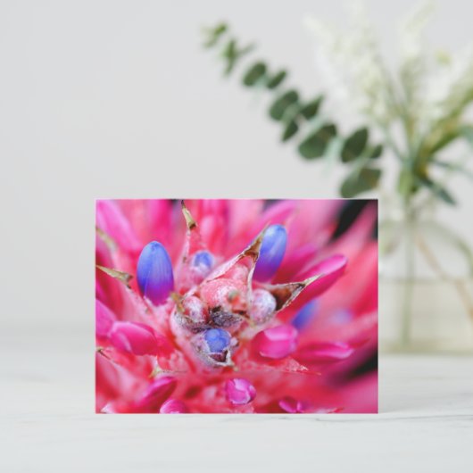Carte Postale Bromeliad (Debout devant)
