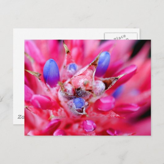 Carte Postale Bromeliad (Devant / Derrière)