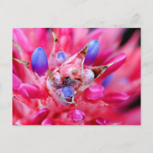 Carte Postale Bromeliad