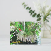 Carte Postale Bromeliad sur Mangrove, Floride Everglades (Debout devant)