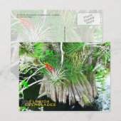 Carte Postale Bromeliad sur Mangrove, Floride Everglades (Devant / Derrière)