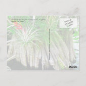 Carte Postale Bromeliad sur Mangrove, Floride Everglades (Dos)