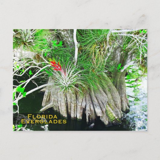 Carte Postale Bromeliad sur Mangrove, Floride Everglades (Devant)