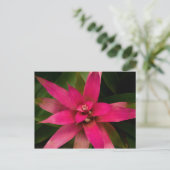 Carte Postale Bromeliade en fleur (Debout devant)