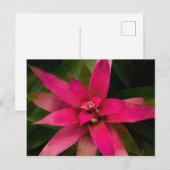 Carte Postale Bromeliade en fleur (Devant / Derrière)