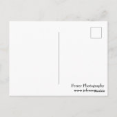Carte Postale Bromeliade en fleur (Dos)