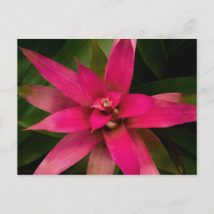 Carte Postale Bromeliade en fleur