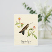Carte Postale Bronzy Inca Hummingbird Art Vintage (Debout devant)