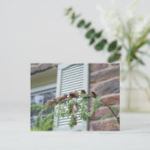 Carte Postale Brood X (Debout devant)