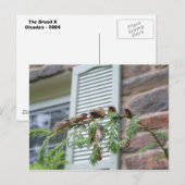 Carte Postale Brood X (Devant / Derrière)