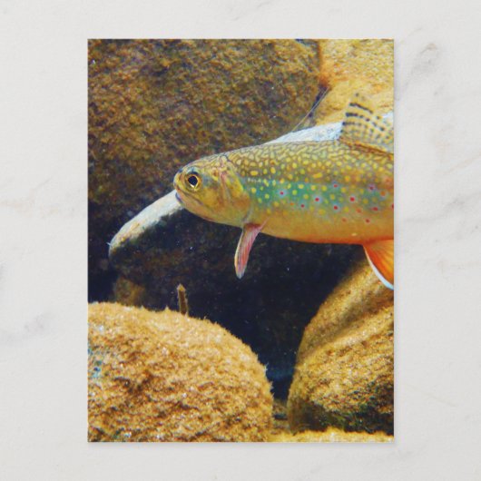 Carte Postale Brook Trout (Devant)