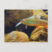 Carte Postale Brook Trout (Devant)