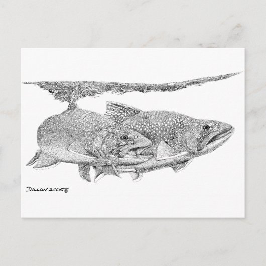 Carte Postale Brook Trout (Devant)