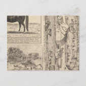 Carte Postale Brookside Dairy Farm (Devant)