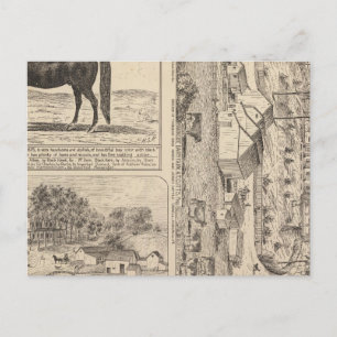 Carte Postale Brookside Dairy Farm