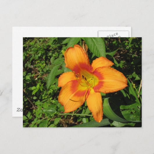 Carte Postale Brosse orange (Devant / Derrière)