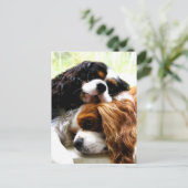Carte Postale Brothers Cavaliers (Debout devant)