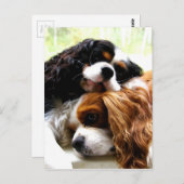 Carte Postale Brothers Cavaliers (Devant / Derrière)