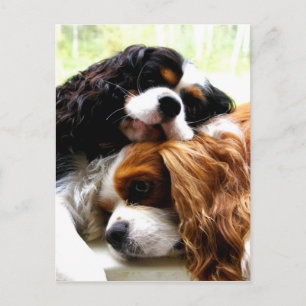 Carte Postale Brothers Cavaliers
