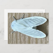 Carte Postale Brouillard blanc (Devant / Derrière)