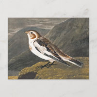 Brouillard de neige par John James Audubon, Oiseau
