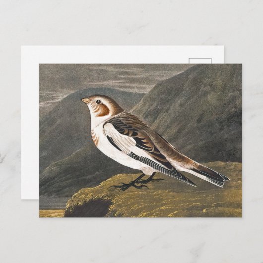 Carte Postale Brouillard de neige par John James Audubon, Oiseau (Devant / Derrière)