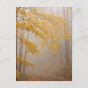 Carte Postale Brouillard et feuillage d'automne, Great Smoky Mou