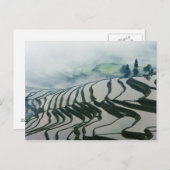 Carte Postale Brouillard matinal au-dessus des champs de riz (Devant / Derrière)