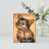 Carte Postale Brouillard pour un Yorkie ? (Debout devant)