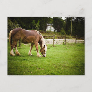 Carte Postale Brouillon après le bain