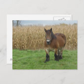 Carte Postale Brouillon belge Horse devant un champ de maïs (Devant / Derrière)