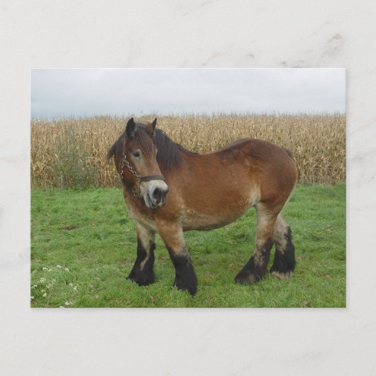 Carte Postale Brouillon belge - retour (Devant)