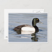 Carte Postale Brouillon - Brouillon Drake (Devant / Derrière)