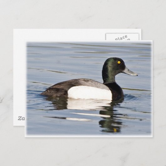 Carte Postale Brouillon - Brouillon Drake (Devant / Derrière)