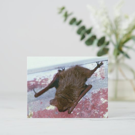 Carte postale Brown (Debout devant)