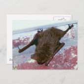 Carte postale Brown (Devant / Derrière)