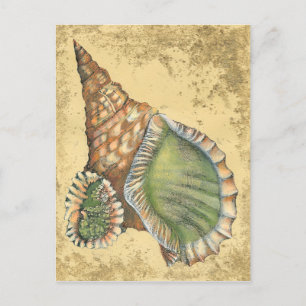 Carte Postale Brown and Green Seashell