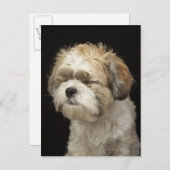 Carte Postale Brown and White Shih Tzu with eyes closed (Devant / Derrière)