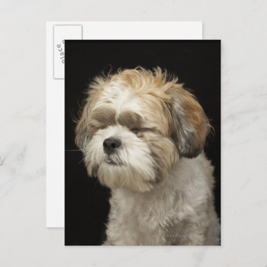 Carte Postale Brown and White Shih Tzu with eyes closed (Devant / Derrière)