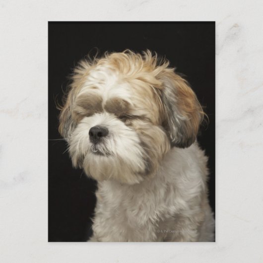 Carte Postale Brown and White Shih Tzu with eyes closed (Devant)