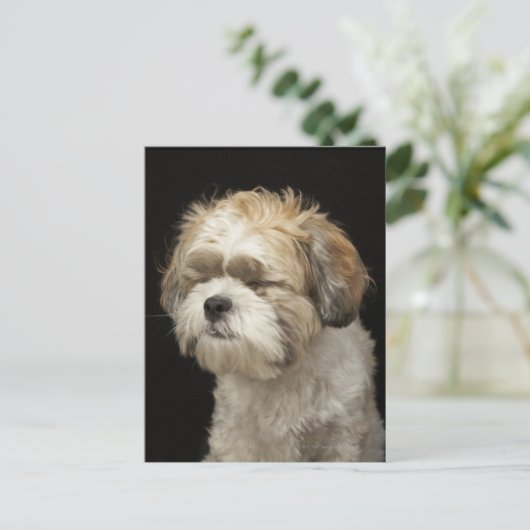 Carte Postale Brown and White Shih Tzu with eyes closed (Debout devant)