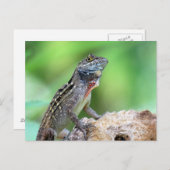 Carte postale Brown Anole Lizard (Devant / Derrière)