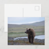 Carte Postale Brown Bear at the Katmai Preserve (Devant / Derrière)