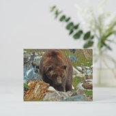 Carte Postale Brown Bear chez Yellowstone (Debout devant)