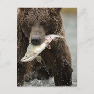 Carte Postale Brown bear ou Coastal Grizzly Bear, Ursus