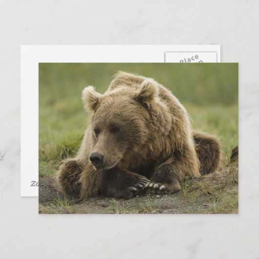 Carte Postale Brown bear ou Coastal Grizzly Bear, Ursus (Devant / Derrière)
