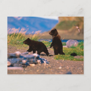 Carte Postale Brown Bear, Ursus arctos, Alaska Peninsula,