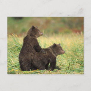 Carte Postale brown bear, Ursus arctos, grizzly bear, Ursus 2