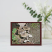 Carte postale Brown Bunch Champignons (Debout devant)