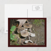 Carte postale Brown Bunch Champignons (Devant / Derrière)